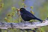 Eurasian Blackbirdborder=